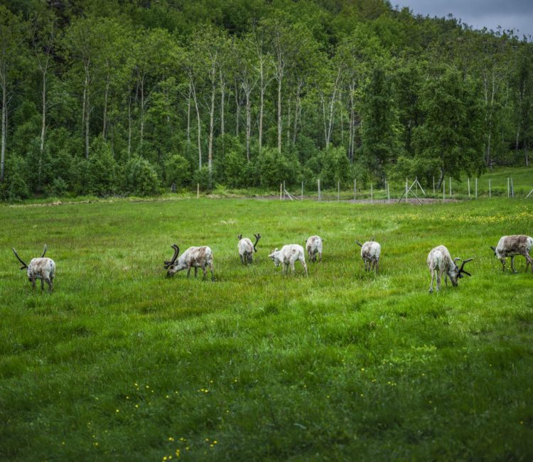 Reideer on Senja